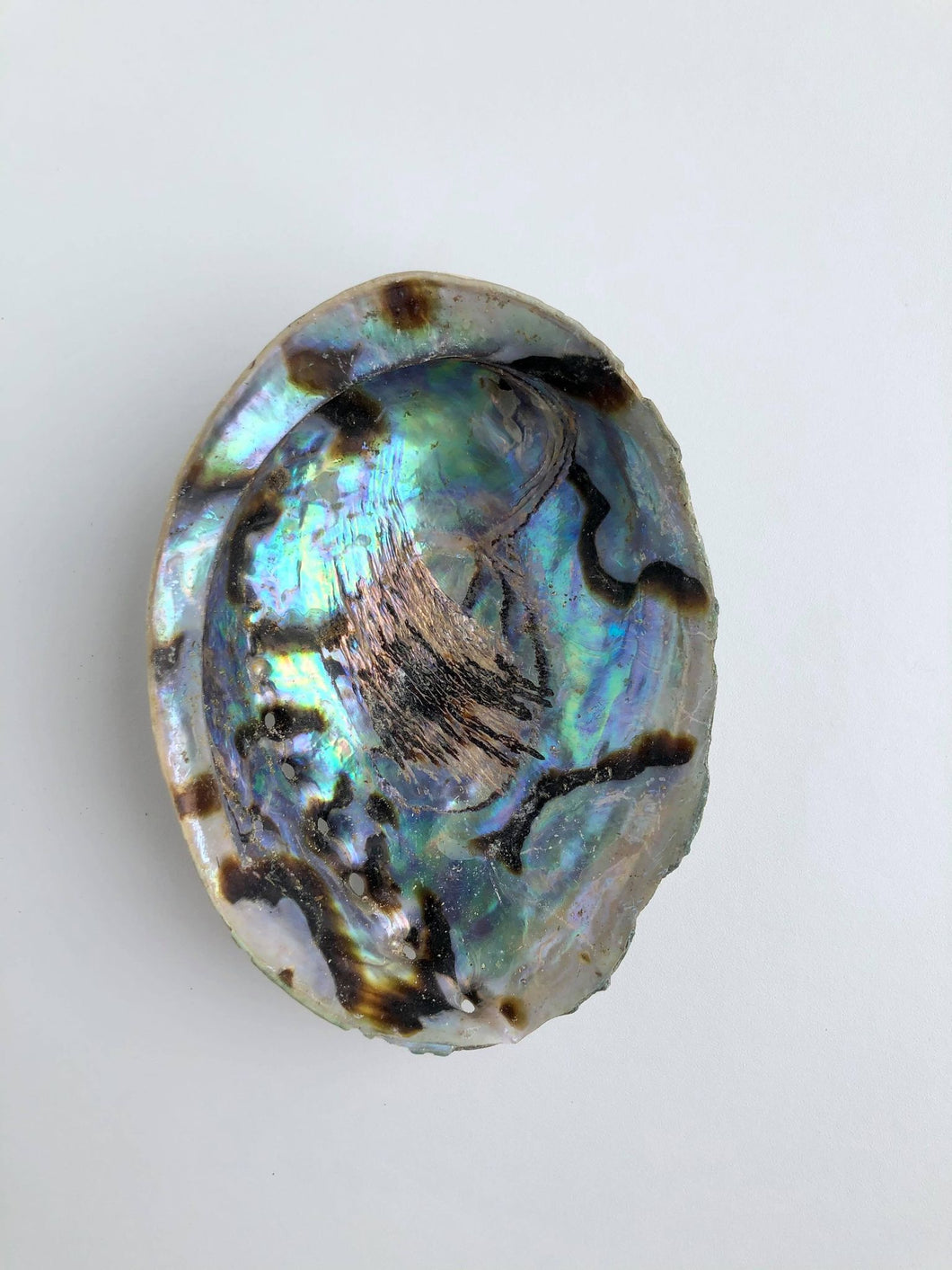 Unpolished Abalone Shell