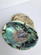 Load image into Gallery viewer, Unpolished Abalone Shell